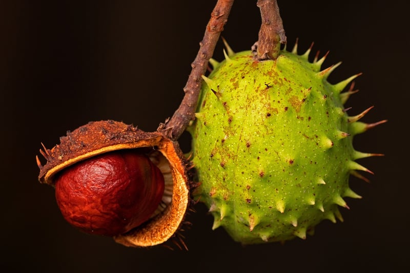 Superfood Image